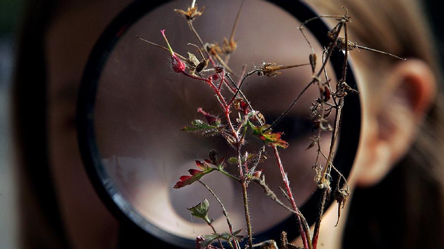 7  Lupe Pflanze1600x900.jpg