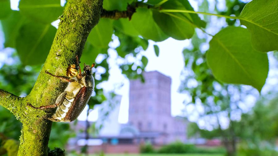 IndustrieInsekten_Zeche Hannover_Klaus Rieboldt 16x9.jpg