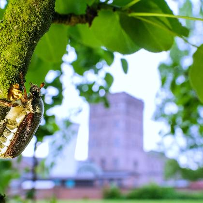 DGS-Führung: Industrieinsekten
