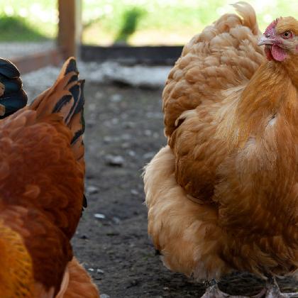 Blick über den Gartenzaun