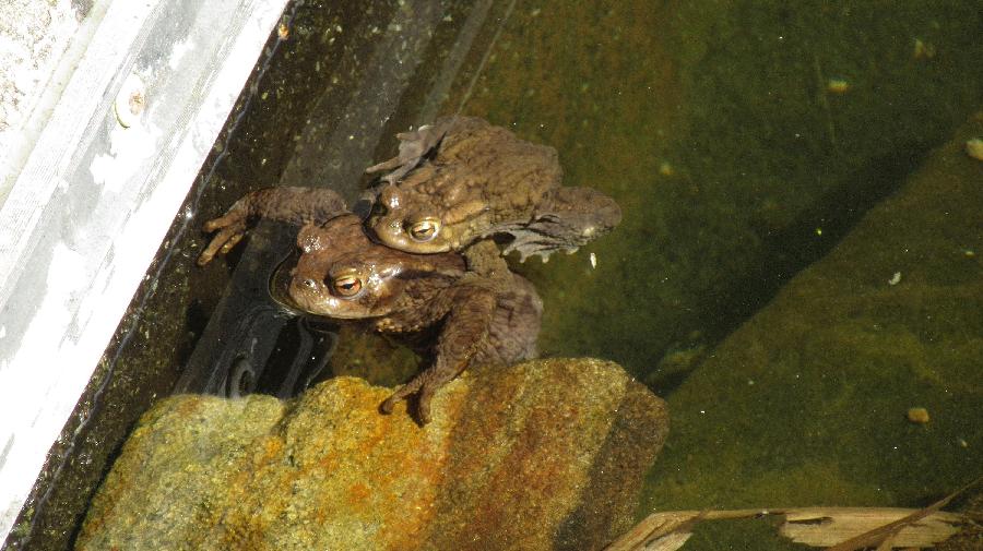 Erdkr¿ten_Z.Nachtigall_Ehses 16x9.jpg