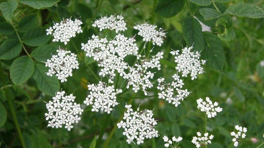 Kr¿uterspaziergang 16x9.jpg