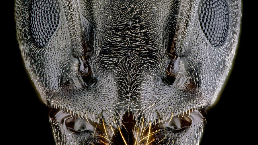 Nachaufnahme des Kopfes einer Ameise mit Mundwerkzeugen.