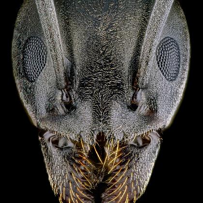 Münsteraner Insektentag 2026