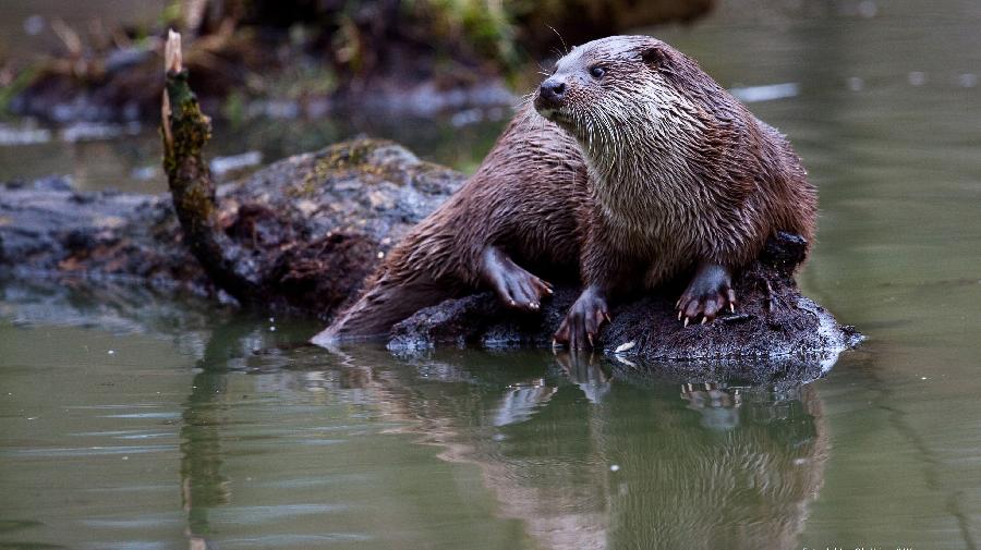 Ein Fischotter auf einer Baumwurzel im Wasser.