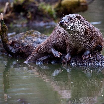 Artenakademie - Fischotter