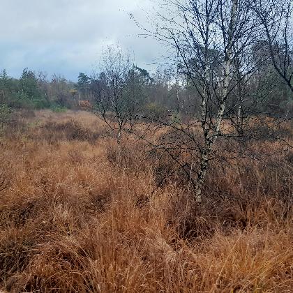 "Der Lüntener Wald im LWL-Klima- und Biodiversitätsgebiet Forstgut Ammeloe - Geschichte, Vegetation, Tierwelt und Wiedervernässung"  mit Dr. Christoph Lünterbusch