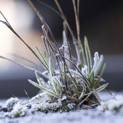 Der Grüne Weg der Industrienatur