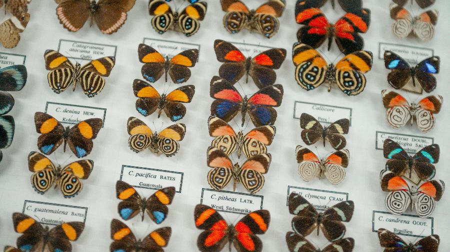 Viele bunte Schmetterlinge präpariert in einem Sammelkasten