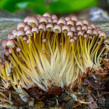 Einführung in die Pilzkunde - Pilze im Ökosystem Wald