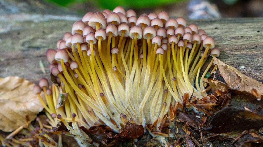Eine Traube kleiner Pilze mit gelben Stengeln und rot-braun-weißen Hauben