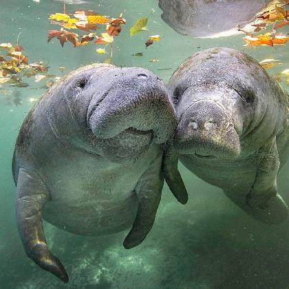 Was fossile Seekühe über Evolution und Forschung verraten