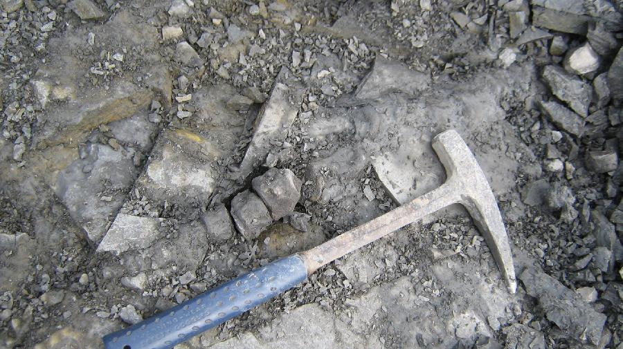 Erste Wirbelknochen des Plesiosauriers, die freigelegt wurden. Daneben ein Ausgrabungshammer. 