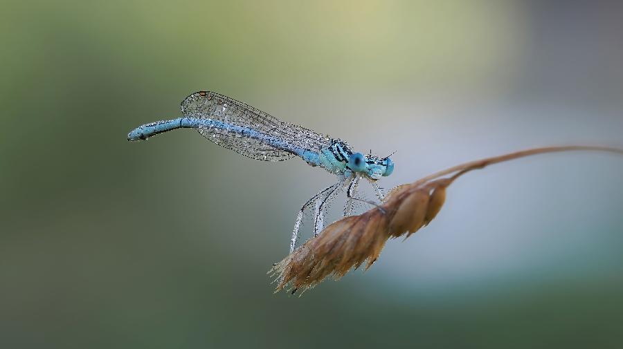 Blaue Federlibelle_Zeche Nachtigall_Ute Matzkows 16x9.jpg