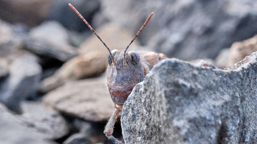 Blaufl¿gelige ¿dlandschrecke_Zeche Zollern_Klaus Rieboldt 16x9.jpg