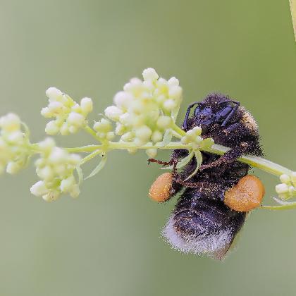Lokales Imkern und die neuen Herausforderungen durch die asiatische Hornisse