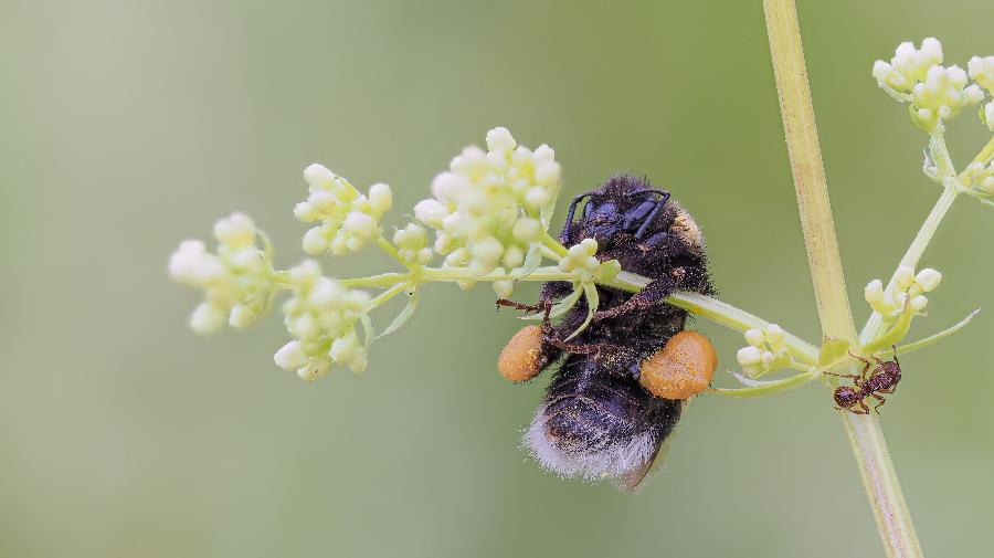 Erdhummel_Zeche Hannover_Ute Matzkows 16x9.jpg