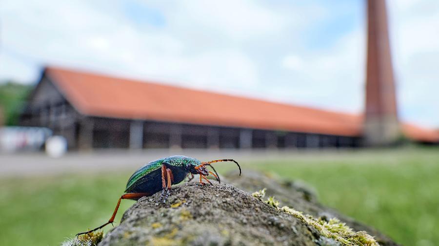 Goldlaufk¿fer_Zeche Nachtgiall_Klaus Rieboldt 16x9.jpg