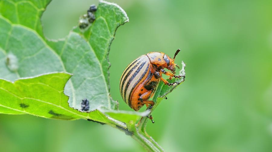 Kartoffelk¿fer_Gernheim_Klaus Rieboldt 16x9.jpg