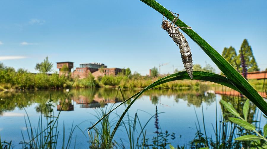 Larvenhaut Blaugr¿ne Mosaikjungfer_Textilwerk Bocholt_Klaus Rieboldt 16x9.jpg