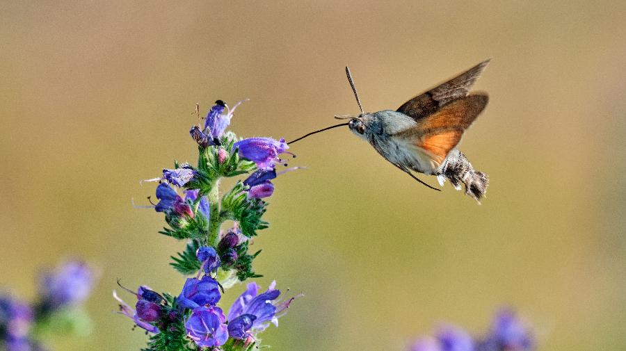 Taubenschw¿nzchen_Zeche Nachtigall_Klaus Rieboldt 16x9.jpg