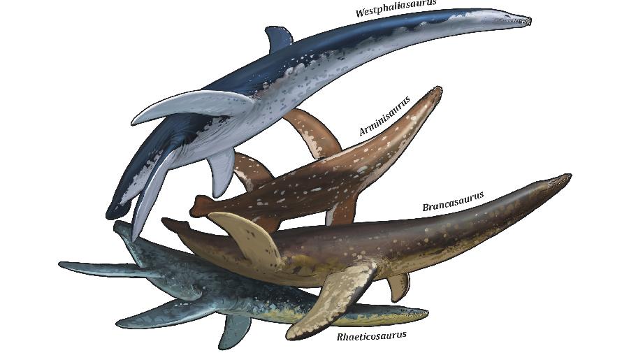 Zeichnung der vier Westfälischen Plesiosaurier.