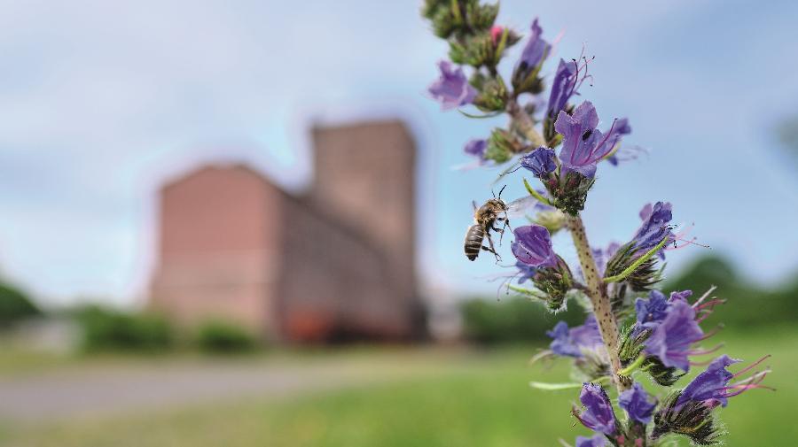 Biene_rieboldt_16x9.jpg