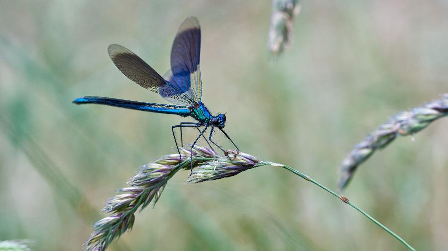 Geb¿nderte Prachtlibelle_Schiffshebewerk_Klaus Rieboldt 16x9.jpg