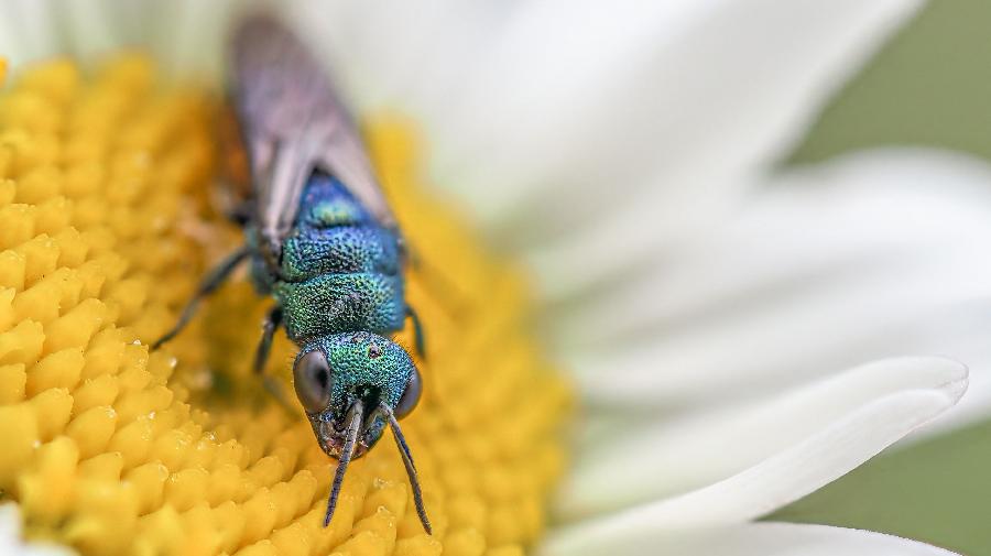 Goldwespe_Textilwerk_Ute Matzkows 16x9.jpg