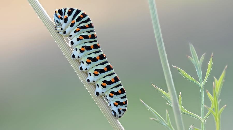 Schwalbenschwanz-Raupe_Zeche Zollern_Ute Matzkows 16x9.jpg