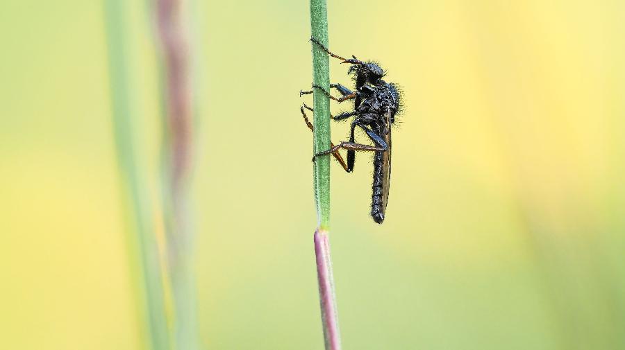 Haarm¿cke_Glash¿tte Gernheim_Ute Matzkows 16x9.jpg