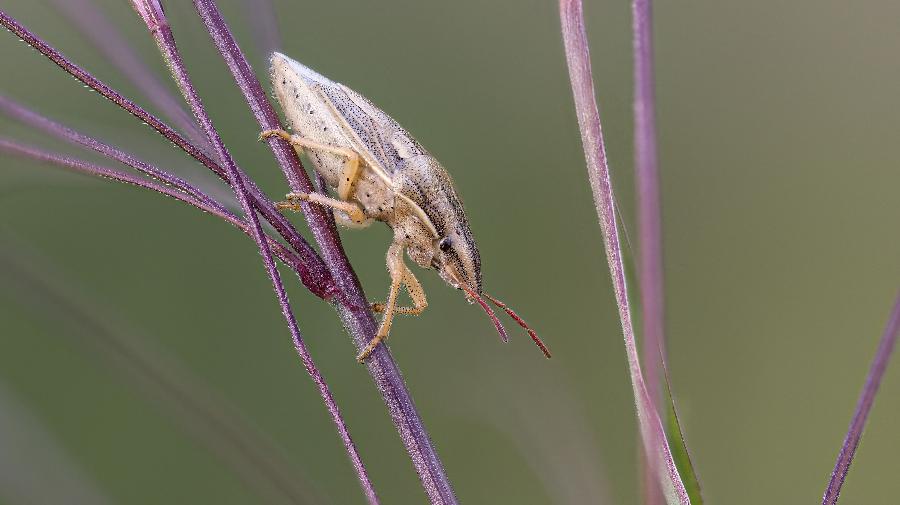 Mittlere Getreidespitzwanze_Ziegelei Lage_Ute Matzkows 16x9.jpg