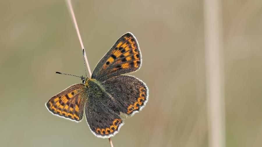 Brauner Feuerfalter_Schiffshebewerk_Ute Matzkows 16x9.jpg