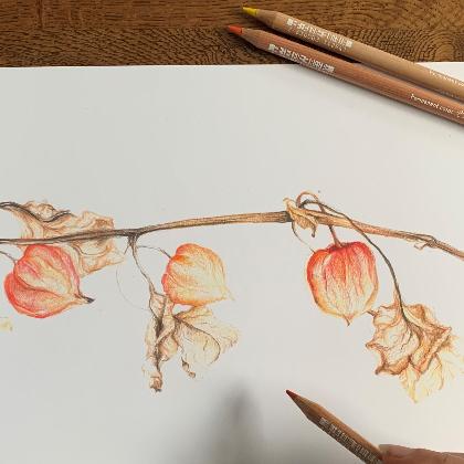 Pflanzen im Portrait