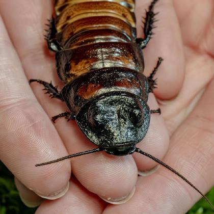 Die Welt der Gliederfüßer