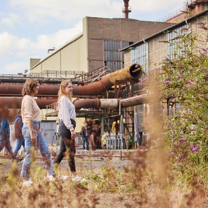 Eisenkraut und Feuerblume