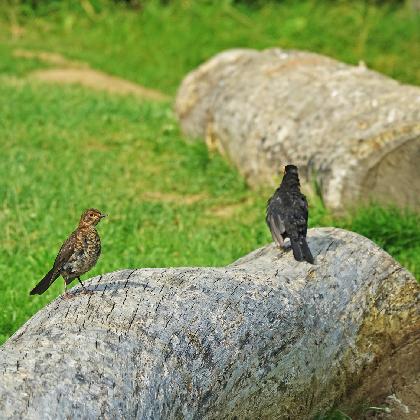 Naturbegegnungen: Nistkastenbau für alle