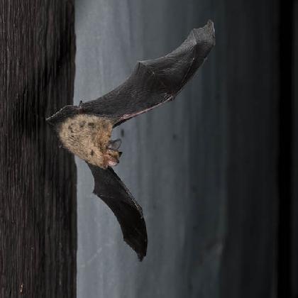 Naturbegegnungen: Keine Angst vor Fledermäusen - Infoveranstaltung und Fledermauskastenbau