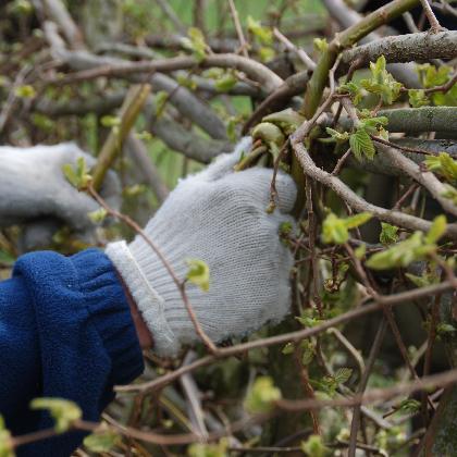 Hecken flechten für die Zukunft der Arten