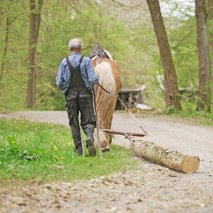 Holzrücken mit Kaltblutpferd für alle