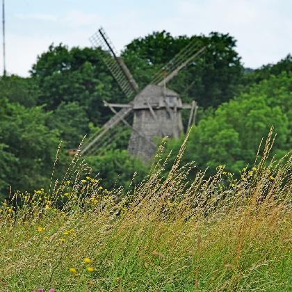 Rankgerüste und Staudenhalterungen flechten