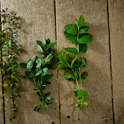 Wildkräuterspaziergang