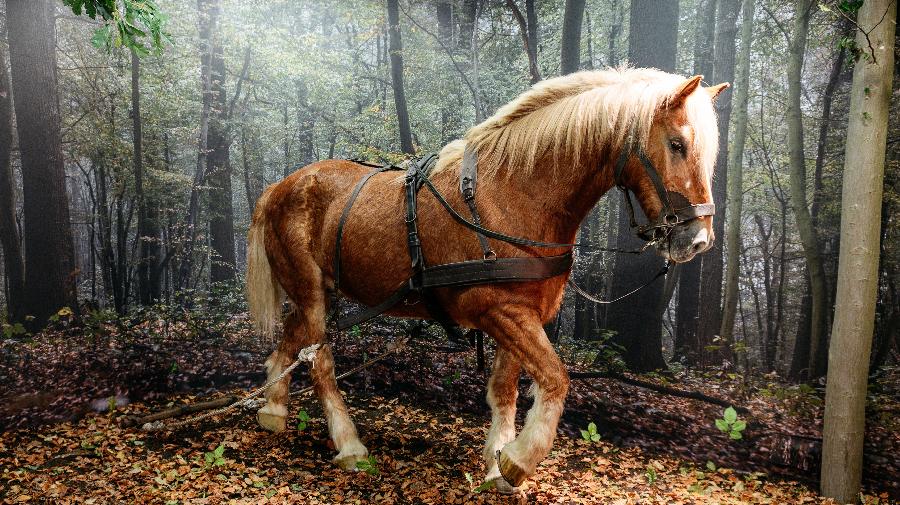 Ein präpariertes braunes Rückepferd im Laubwald.
