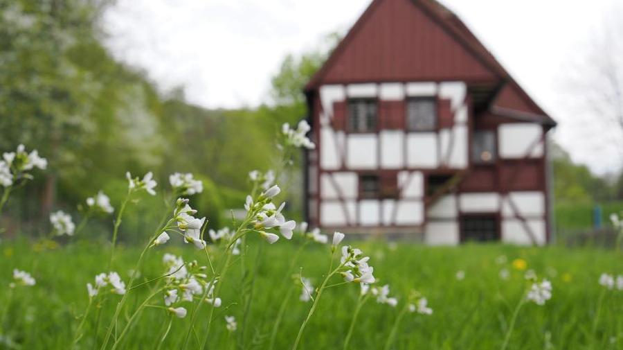 blühendes Wiesenschaumkraut