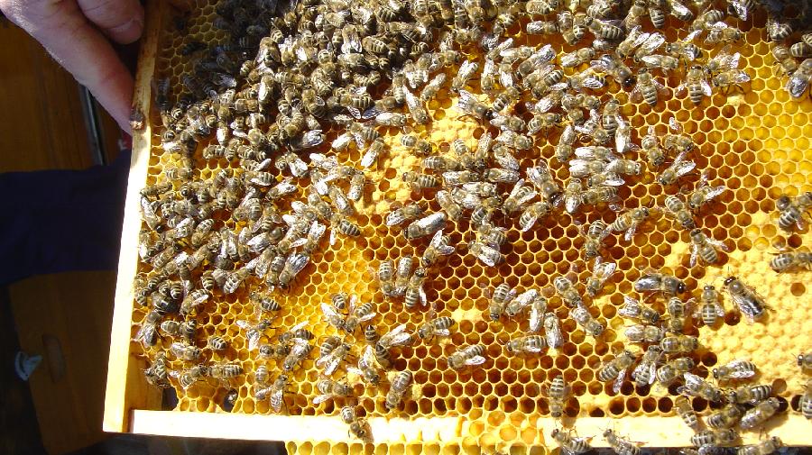 Bienen auf einer Wabe