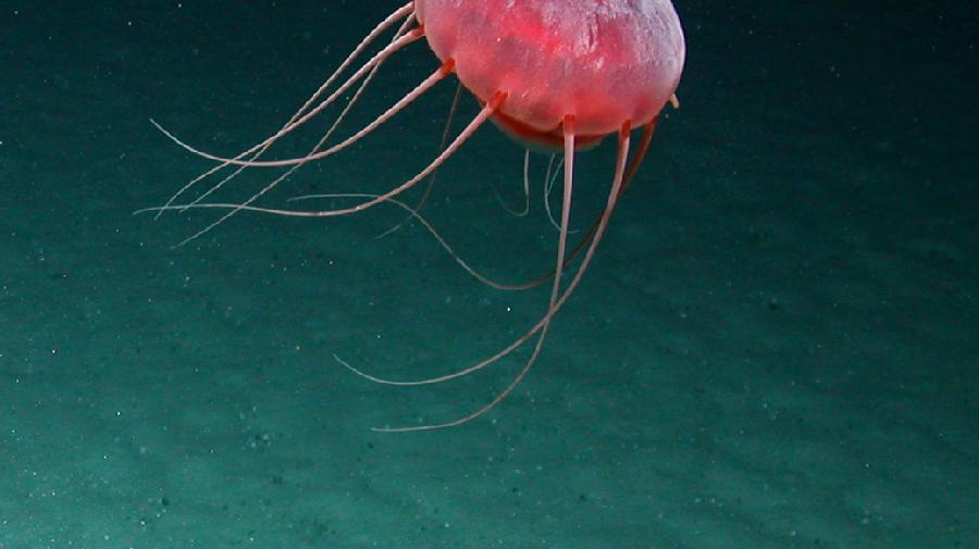 Eine rote Qualle in der dunklen Tiefsee wird von Lichtstrahl beleuchtet.