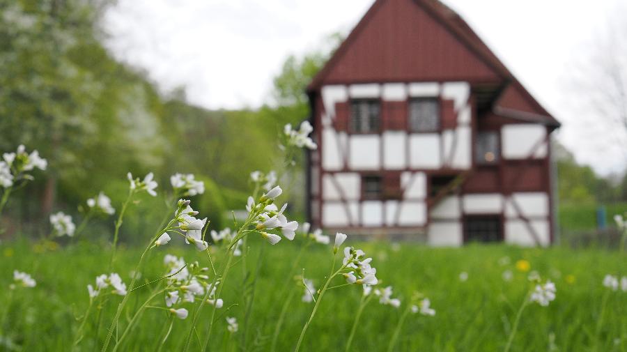 Feistauer-01-Pflanzen gro¿ 2024.jpg