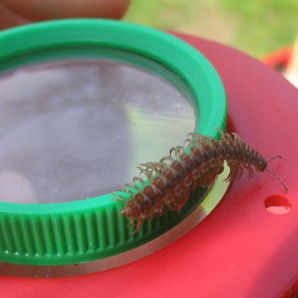 Industrienatur - Tiere und Pflanzen im Museum
