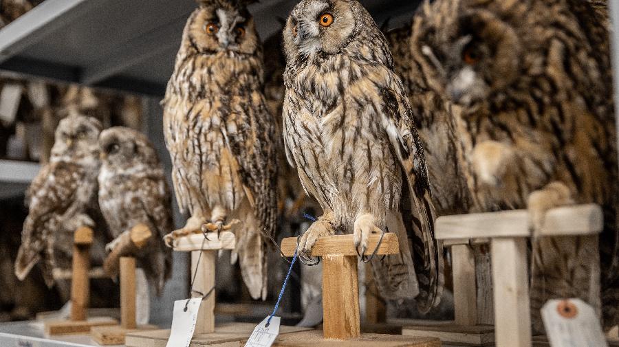 Präparierte Eulen in einem Regal im Zentralmagazin. 