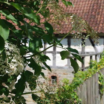 Naturbegegnungen: Hut herunter vorm Holunder!